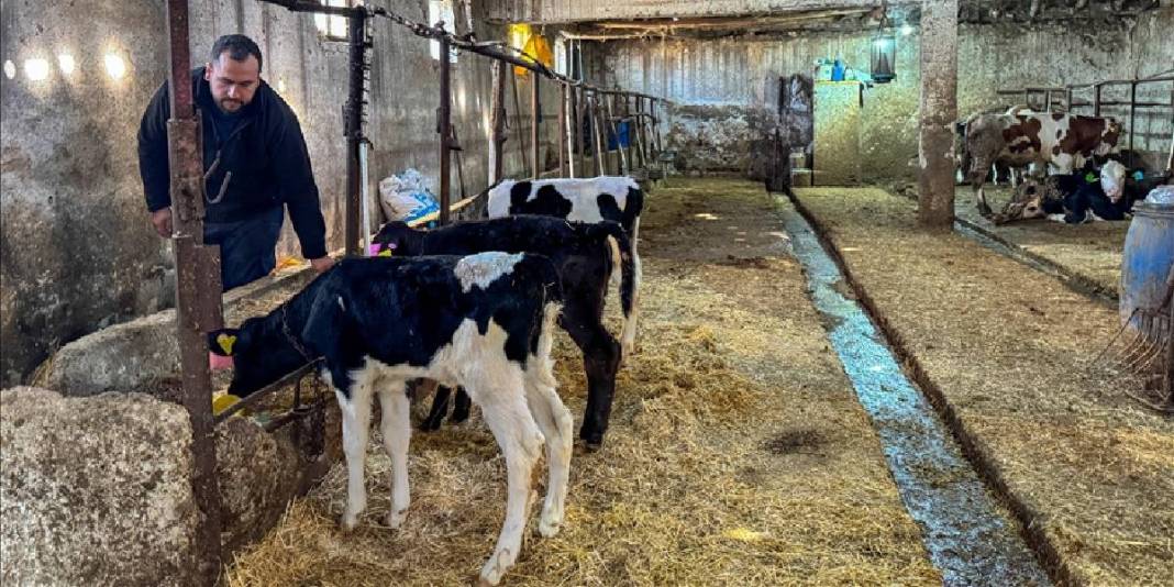 Mühendislikten vazgeçti hayvancılığa başladı! Eğitimleri onu daha da yükseltti: 4 taneyle başladı sayılarını 45’e çıkardı 1